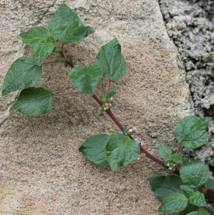 Flore de la Corse