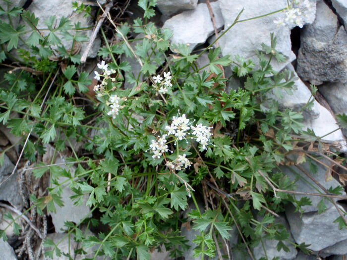 Flore de la Corse