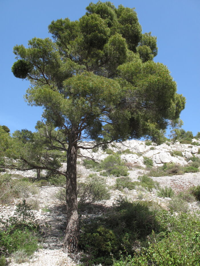 Flore de la Corse