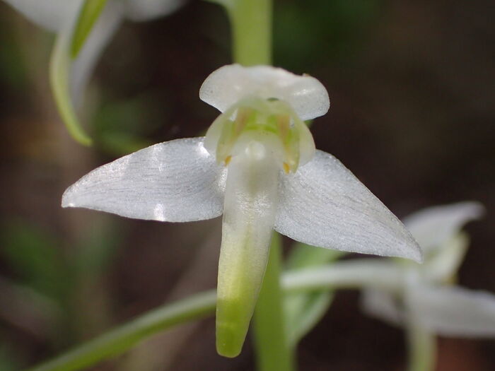 Flore de la Corse