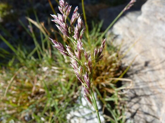 Flore de la Corse