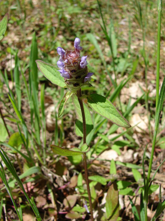 Flore de la Corse