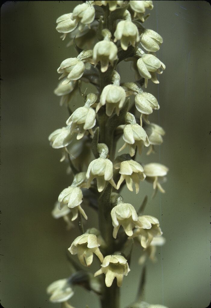 Flore de la Corse