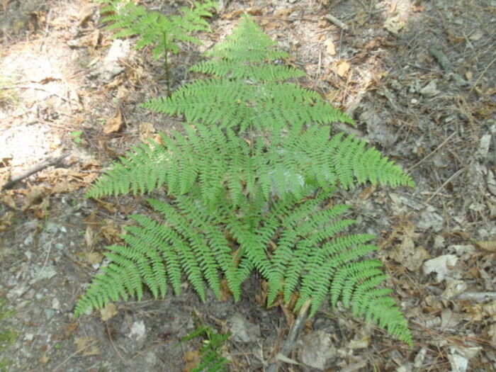 Flore de la Corse