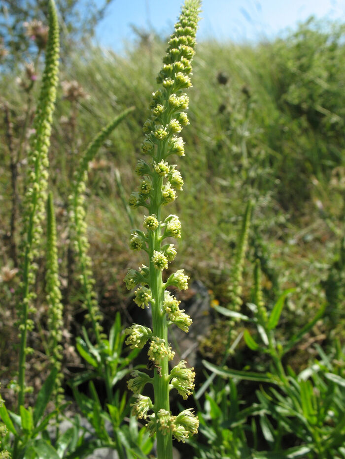 Flore de la Corse