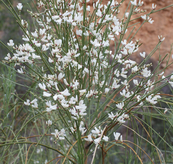 Flore de la Corse