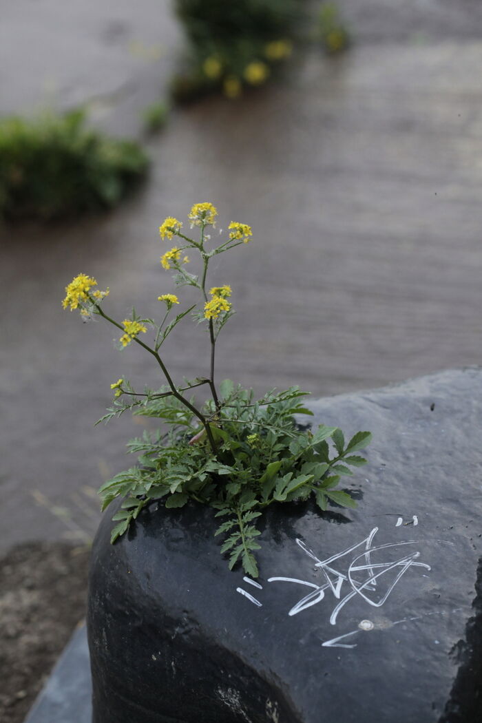 Flore de la Corse