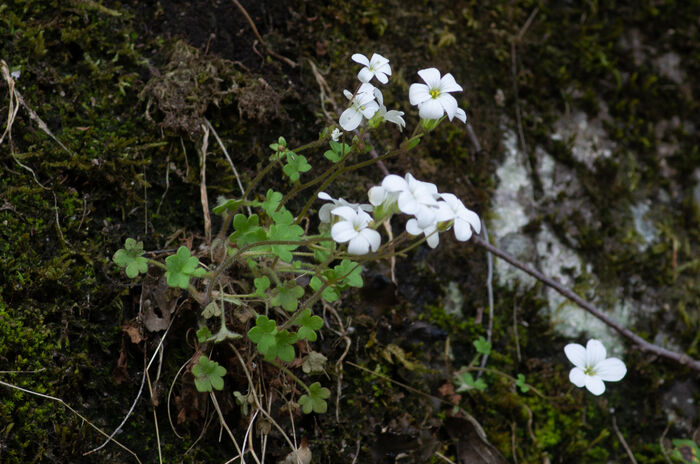 Flore de la Corse