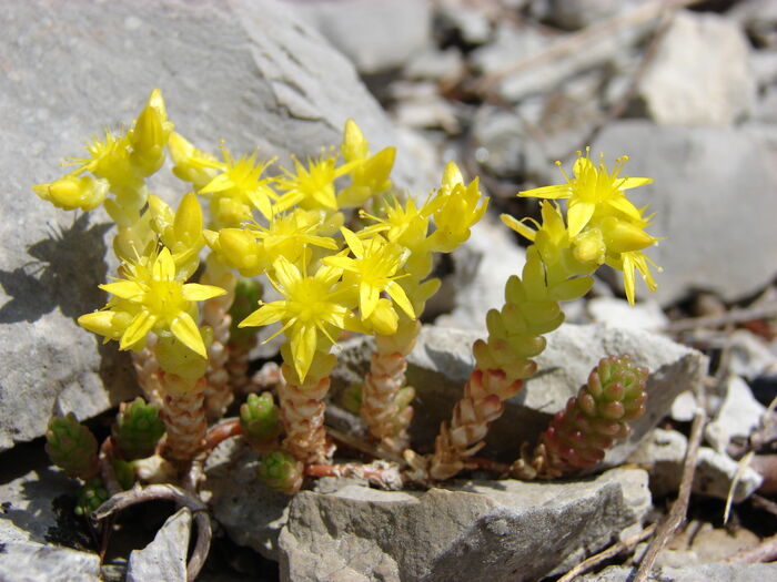 Flore de la Corse