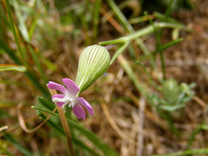 Flore de la Corse