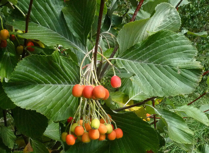 Flore de la Corse