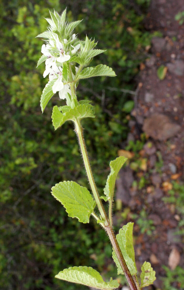 Flore de la Corse