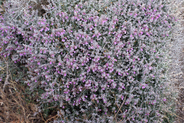 Flore de la Corse