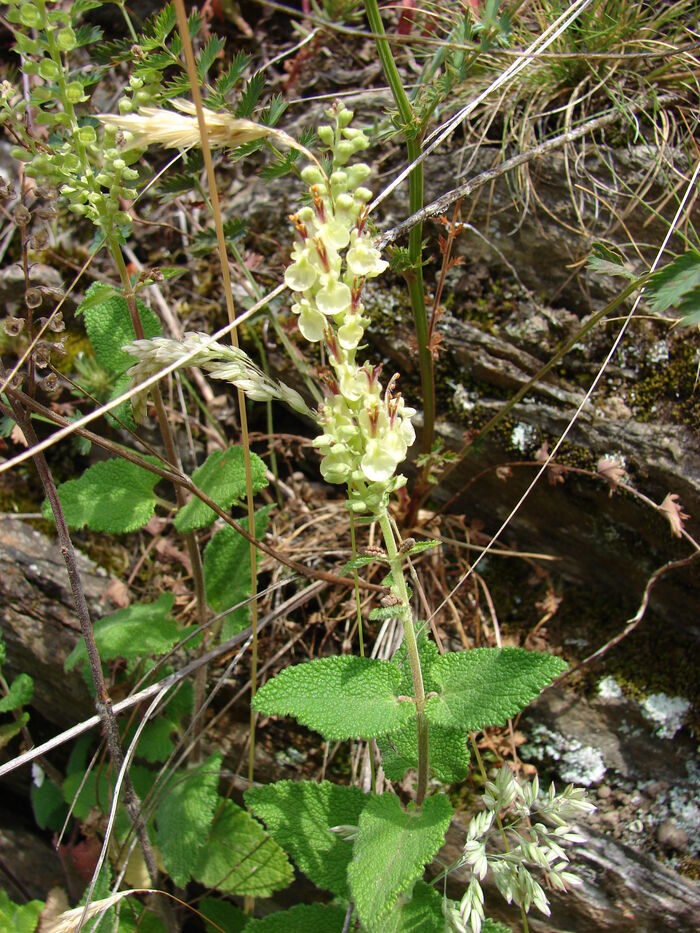 Flore de la Corse