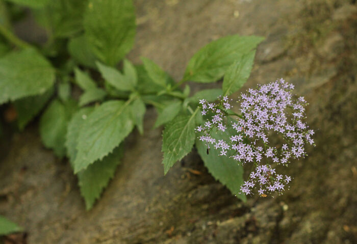 Flore de la Corse