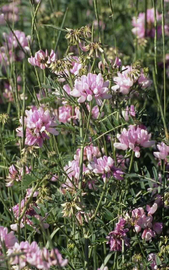 Flore de la Corse