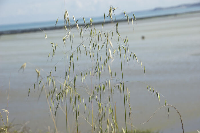 Flore de la Corse