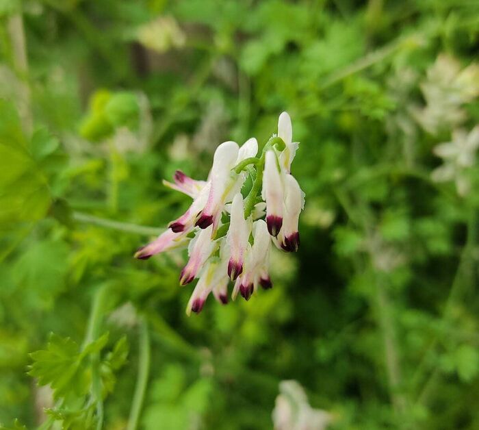 Flore de la Corse