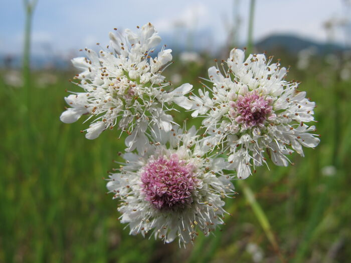 Flore de la Corse