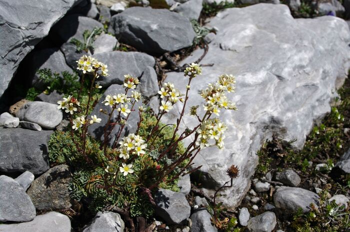 Flore de la Corse