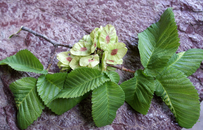 Flore de la Corse