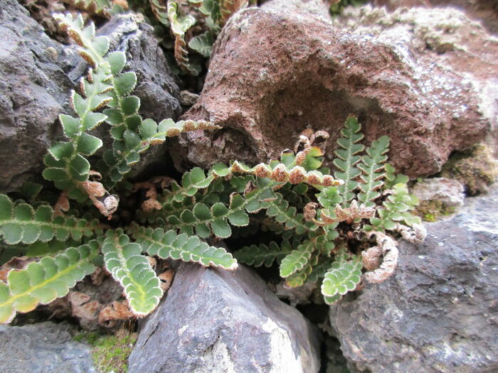 Flore de la Corse