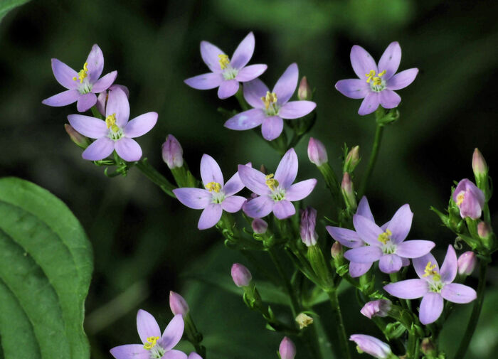 Flore de la Corse