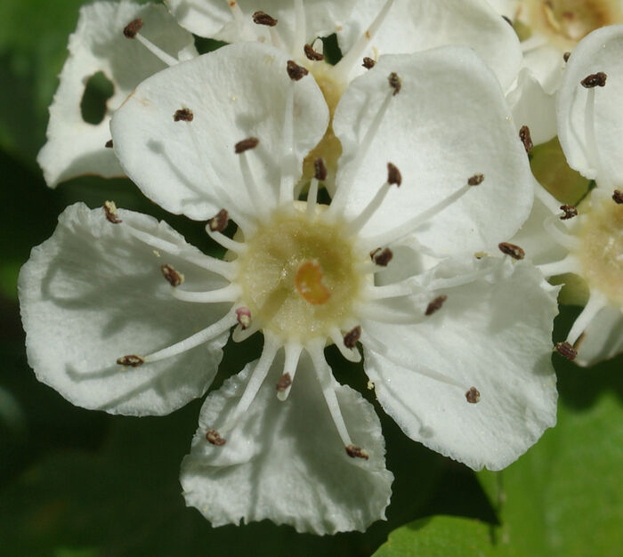 Flore de la Corse