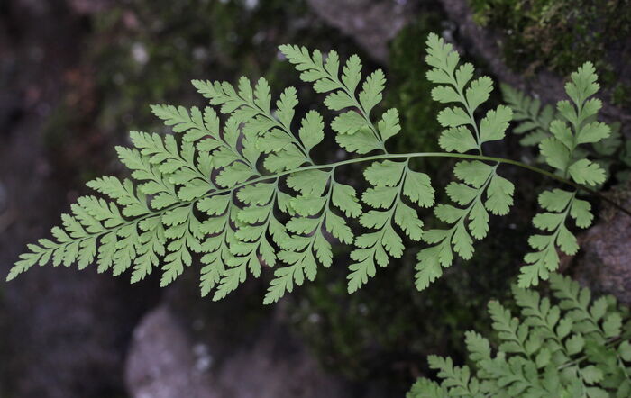 Flore de la Corse