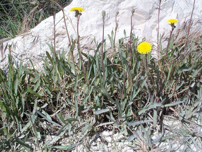 Flore de la Corse