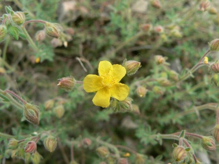 Flore de la Corse