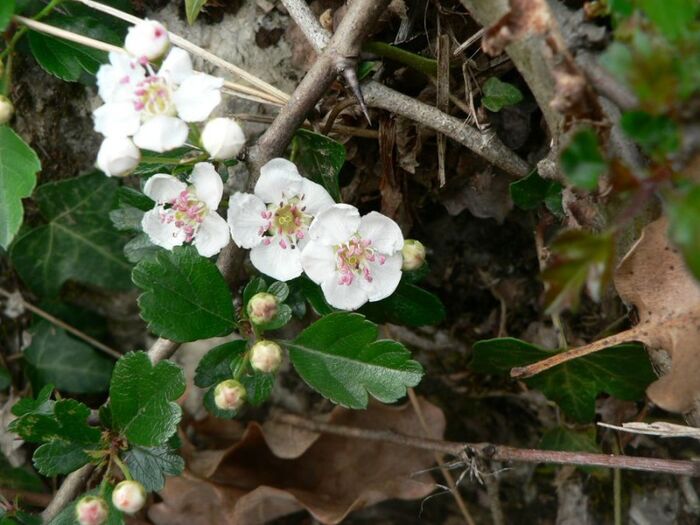 Flore de la Corse