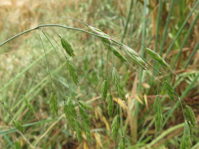 Flore de la Corse