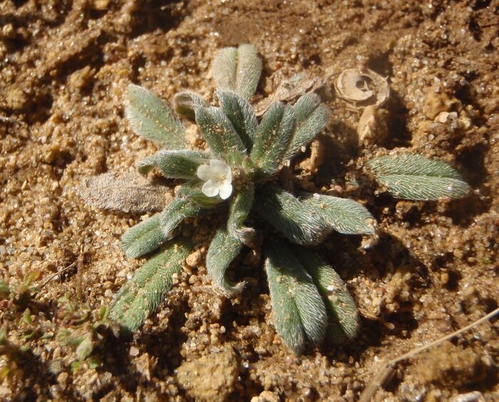 Flore de la Corse