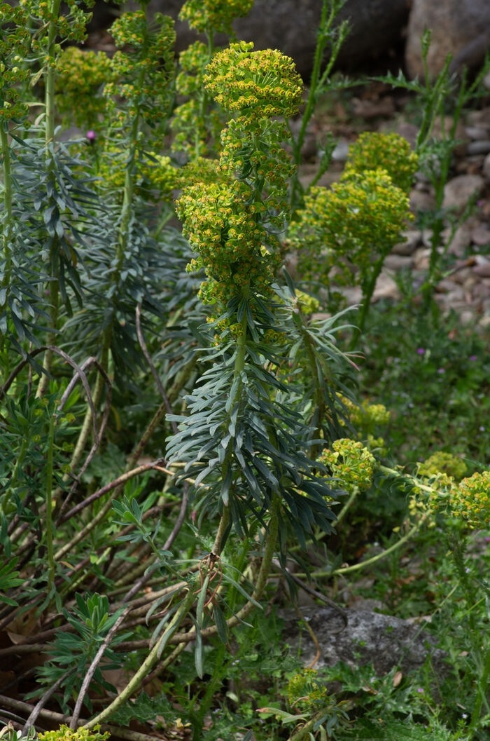 Flore de la Corse