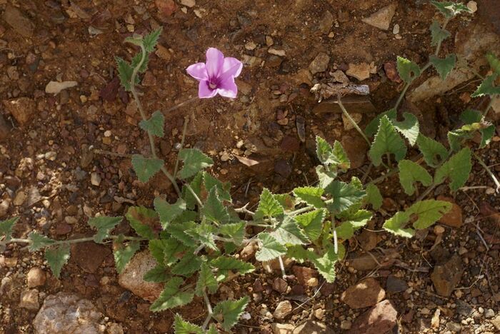 Flore de la Corse