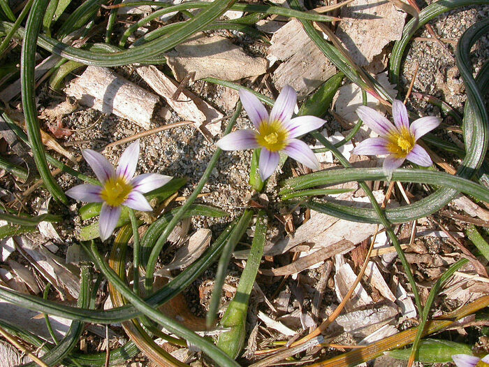 Flore de la Corse