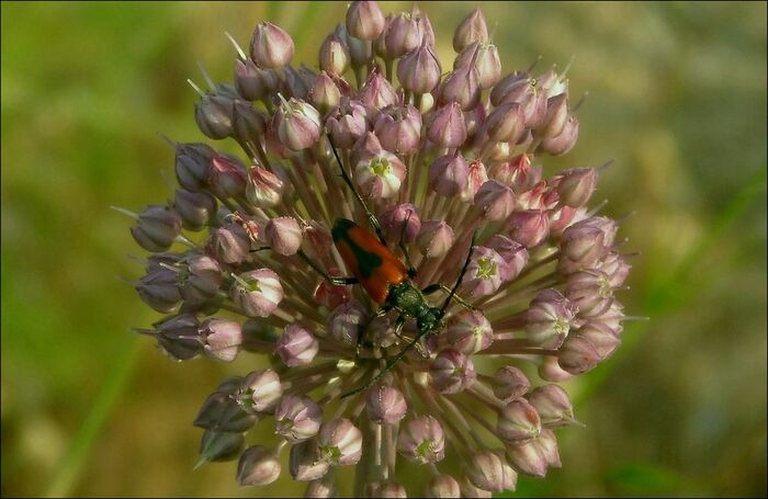 Flore de la Corse