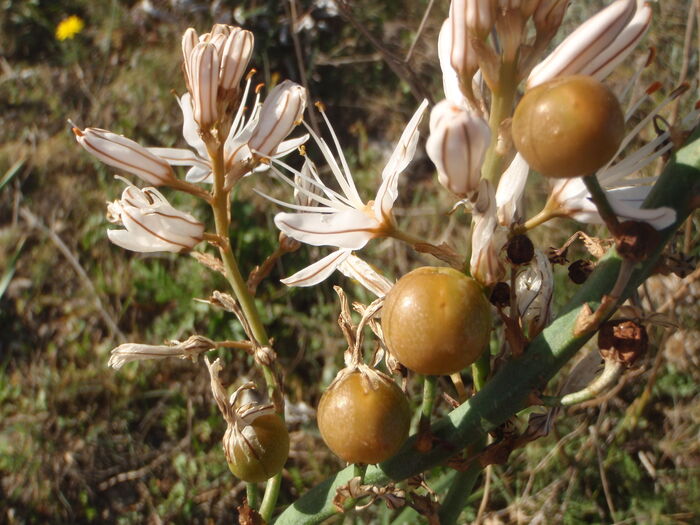 Flore de la Corse