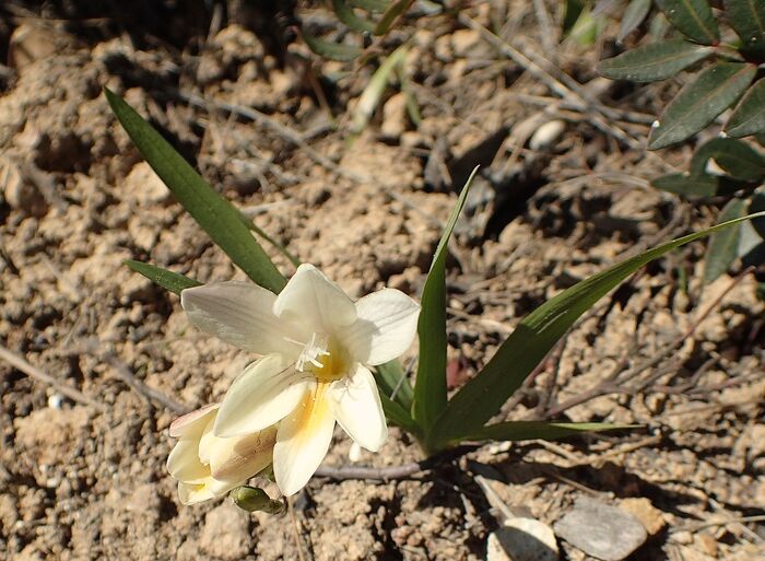 Flore de la Corse