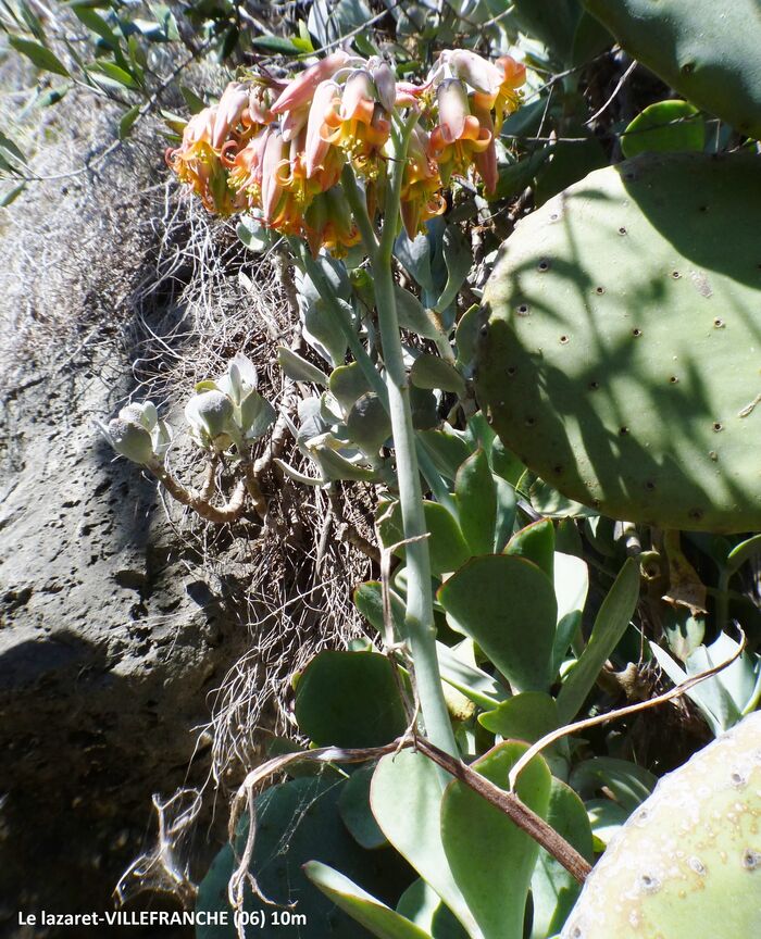 Flore de la Corse