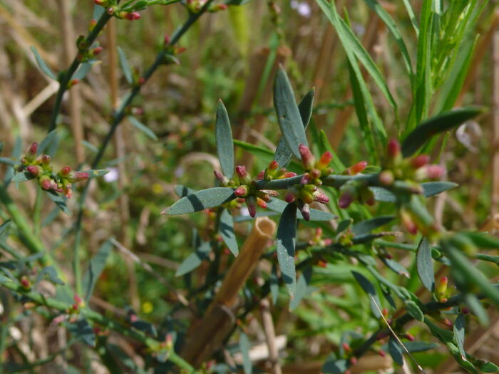 Flore de la Corse