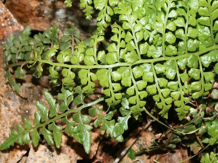 Flore de la Corse