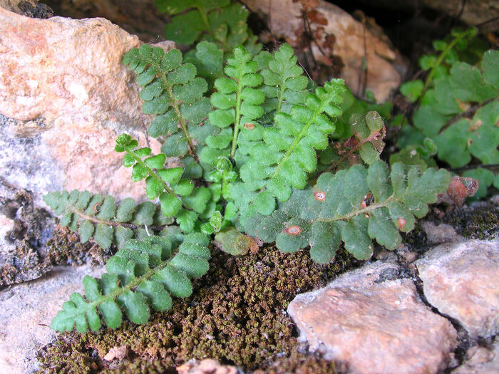 Flore de la Corse