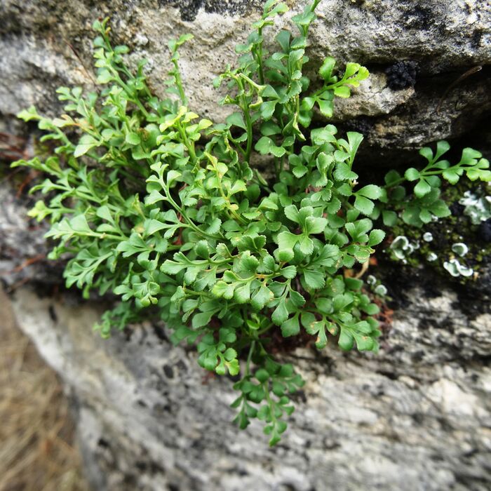 Flore de la Corse