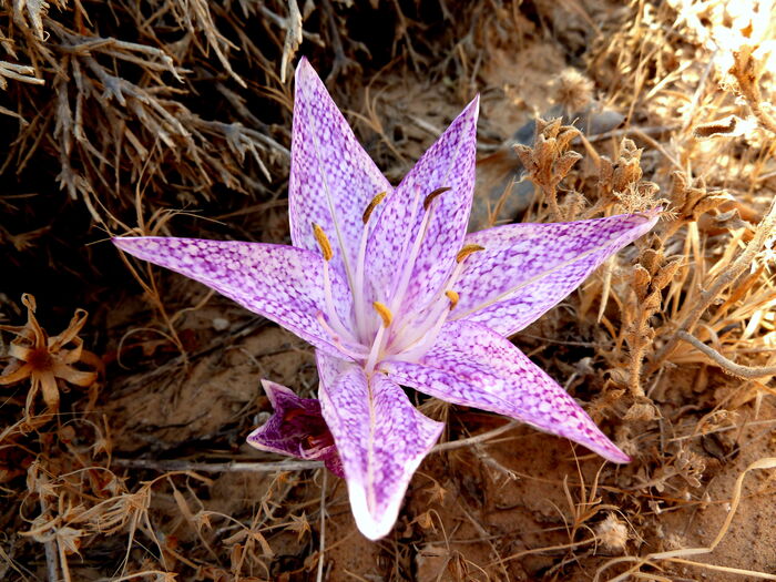 Flore de la Corse