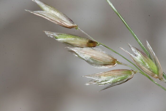 Flore de la Corse