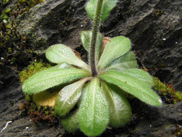 Flore de la Corse