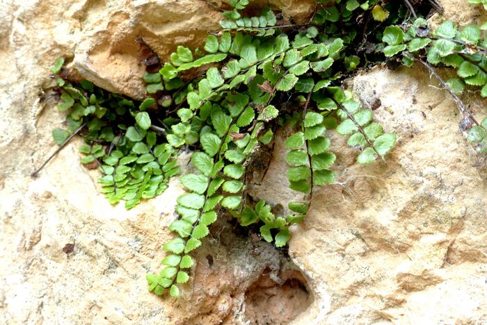 Flore de la Corse