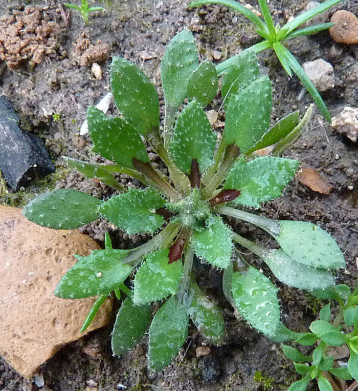 Flore de la Corse